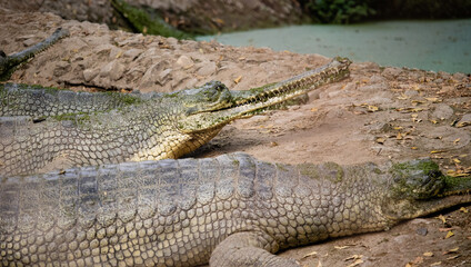 Alligator - a powerful predator