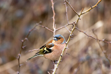 A male Chaffinch (Fringilla coelebs) perched in a Hawthorn tree.