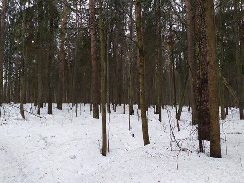 wet trees in snow foreat in cloudy march day