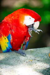 photo of ara macaw parrot clean paw. ara macaw parrot bird. ara macaw parrot outdor. © be free