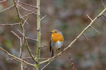 Fototapeta premium A Robin (Erithacus rubecula) perched in a Hawthorn tree.