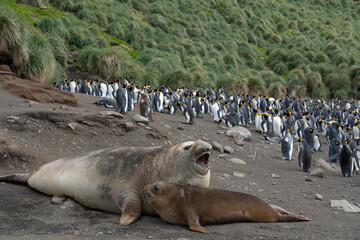 Elefant seals on the beach