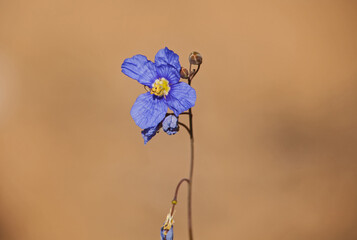 Blue Flax ( Heliophila coronopifolia) 12036