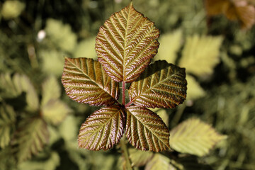 A closeup of a plant and flower during the Spring months