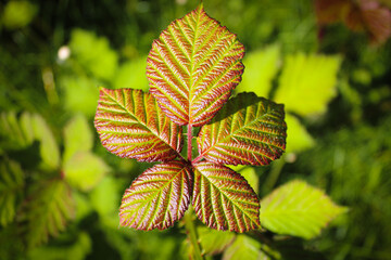 A closeup of a plant and flower during the Spring months