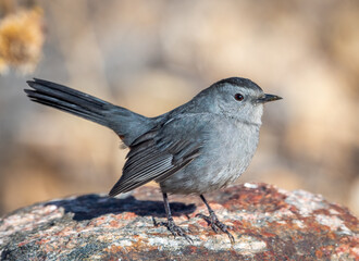 Gray Catbird Resting on Rock Facing Right