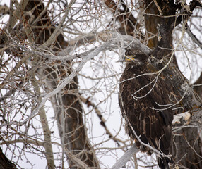 Bald Eagle Grand Tetons