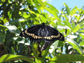 Borboleta em descanso. Santa Rosa - Brasil
