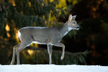 Roe deer walking in the forest early in the morning