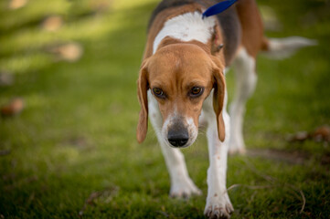 close up of beagle dog on leash
