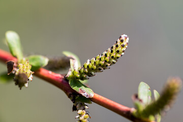 New Spring Growth