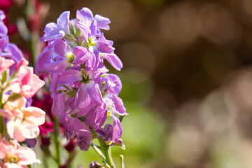 close up of lilac flowers