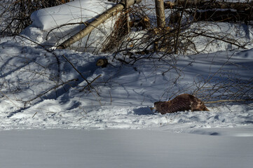 Beavers building with branches on the river © Carol