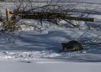 Beavers building with branches on the river © Carol