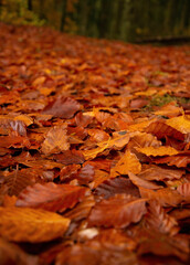 Bed of fallen autumn leaves