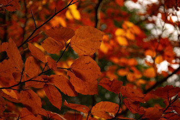Autumn leaves on a branch
