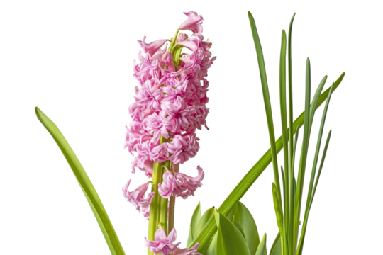 Pink spring flower hyacinth on a gray background. Isolate on white. PNG

