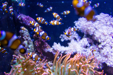 Clownfish swimming around sea anemones in a salt water aquarium.