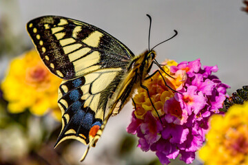 butterfly on flower