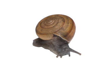 Garden snail