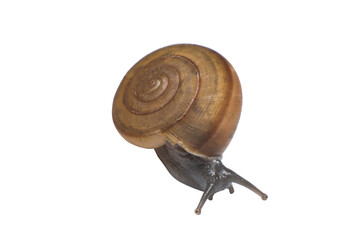 Garden snail
