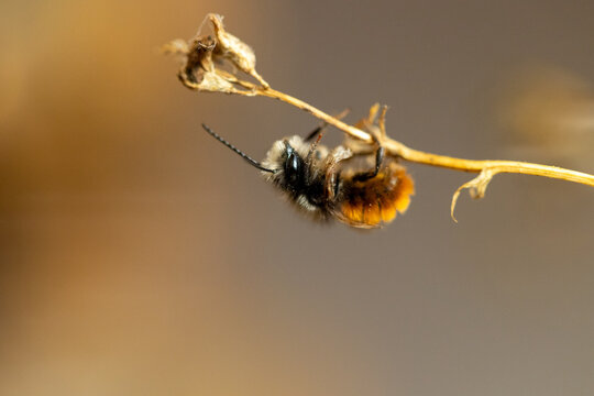 Gehörnte Mauerbiene - mason bee