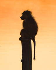 Monkey enjoying the sunset