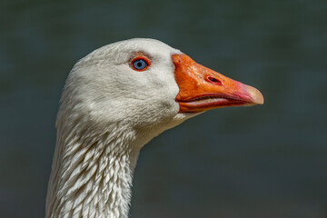 white goose portrait
