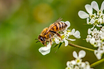 bee on a flower