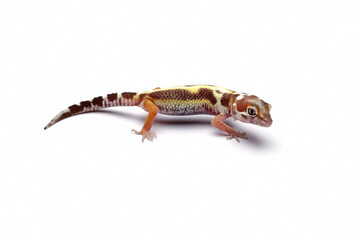 leopard gecko lizard isolated on white background , eublepharis macularius