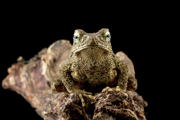 Asian giant toad isolated on black background, Phrynoidis asper is a type of river toad