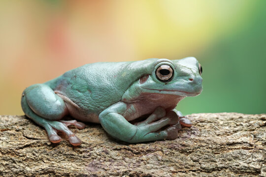 Green tree frog on branch, tree frog front view, litoria caerulea, animals closeup