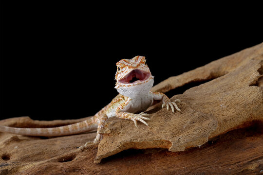 Baby bearded dragon sitting on wood, angry lizard on black background, animals closeup