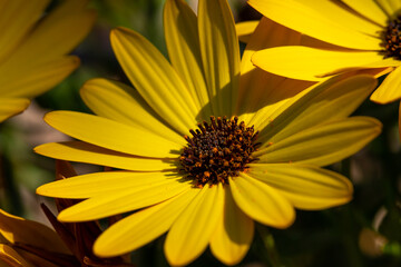 yellow flower daisy
