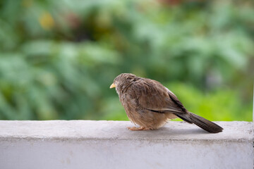 Sparrow on a wall, yellow-billed babbler against green background