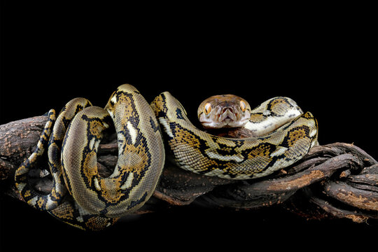 python reticulatus isolated on black background, non-venomous snake 