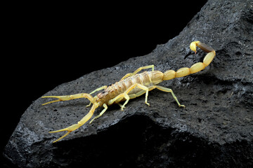 High venomous scorpion on rock with black background (Deathstalker scorpion)
