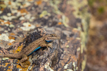 A photogenic Lizard in Black Canyon of Gunnison National Park with a blue belly, posing for pictures.