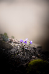 flowers in the forest