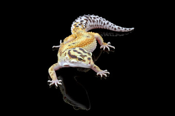 Fat-tailed geckos isolated on black background, leopard geckos
