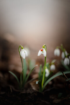 Fototapeta spring snowdrop flowers