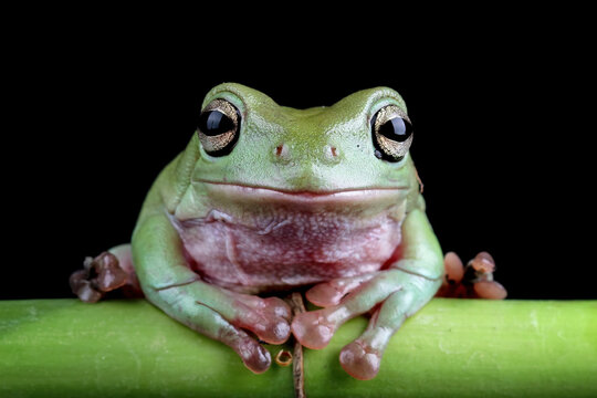 Green tree frog on branch, tree frog front view, litoria caerulea, animals closeup