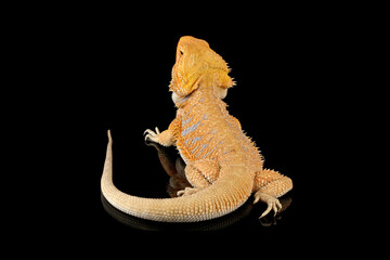 bearded dragon red hypo