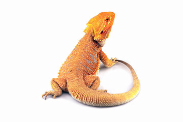 bearded dragon red hypo