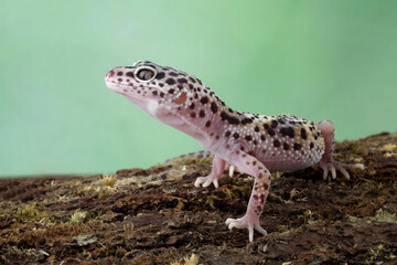 Leopard gecko lizard on wood, fat-tailed gecko, eublepharis macularius, animal closeup
