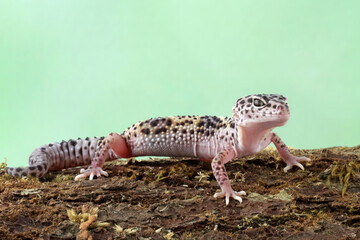 Leopard gecko lizard on wood, fat-tailed gecko, eublepharis macularius, animal closeup