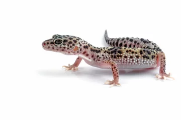 Foto op Plexiglas Fat-tailed geckos isolated on white background, leopard gecko lizard, eublepharis macularius © Agus Gatam