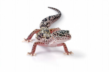 Fat-tailed geckos isolated on white background, leopard gecko lizard, eublepharis macularius