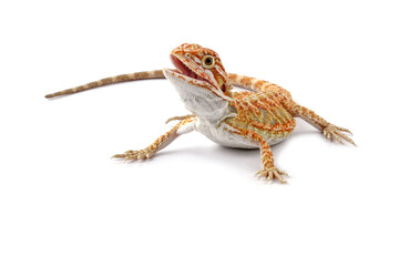 Baby bearded dragon full body, cute lizard onwhite background, animals close-up