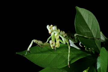 Banded flower mantis on a leaves with black background, ribbon flower grasshopper